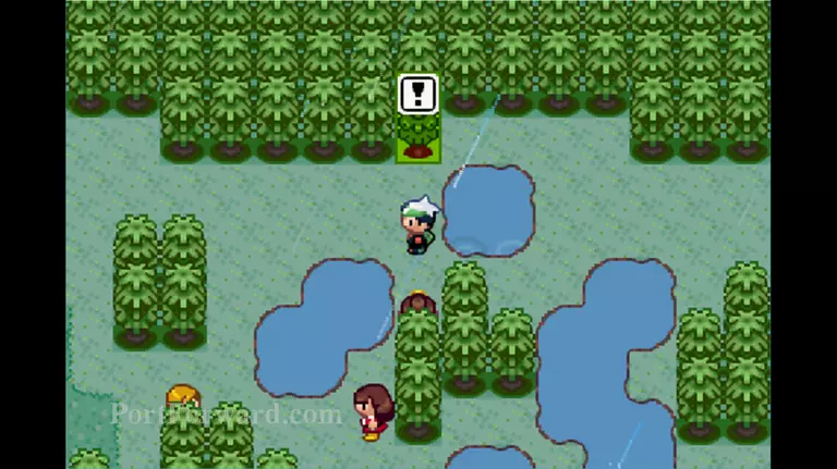 Pokemon Road to Seventh Gym - Route 120
